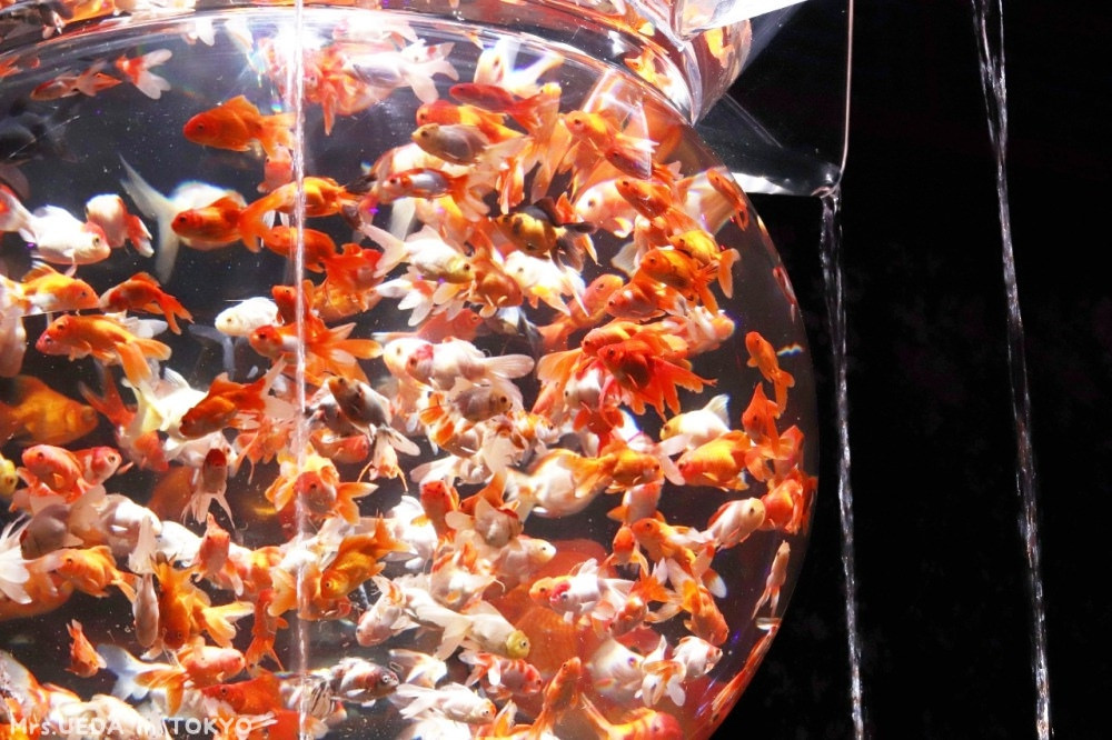 東京 夢幻海底世界 打卡朝聖好地方 日本橋art Aquarium金魚展 東京 夢幻海底世界 打卡朝聖好地方 日本橋art Aquarium金魚展