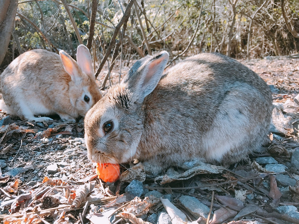 ss写真 2018-03-10 15 01 24